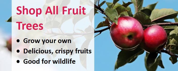 Shop All Fruit Trees Banner 1